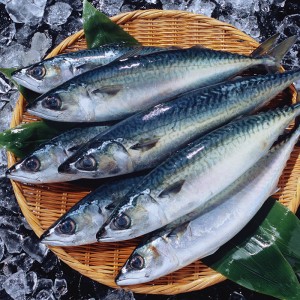 冷凍サバ